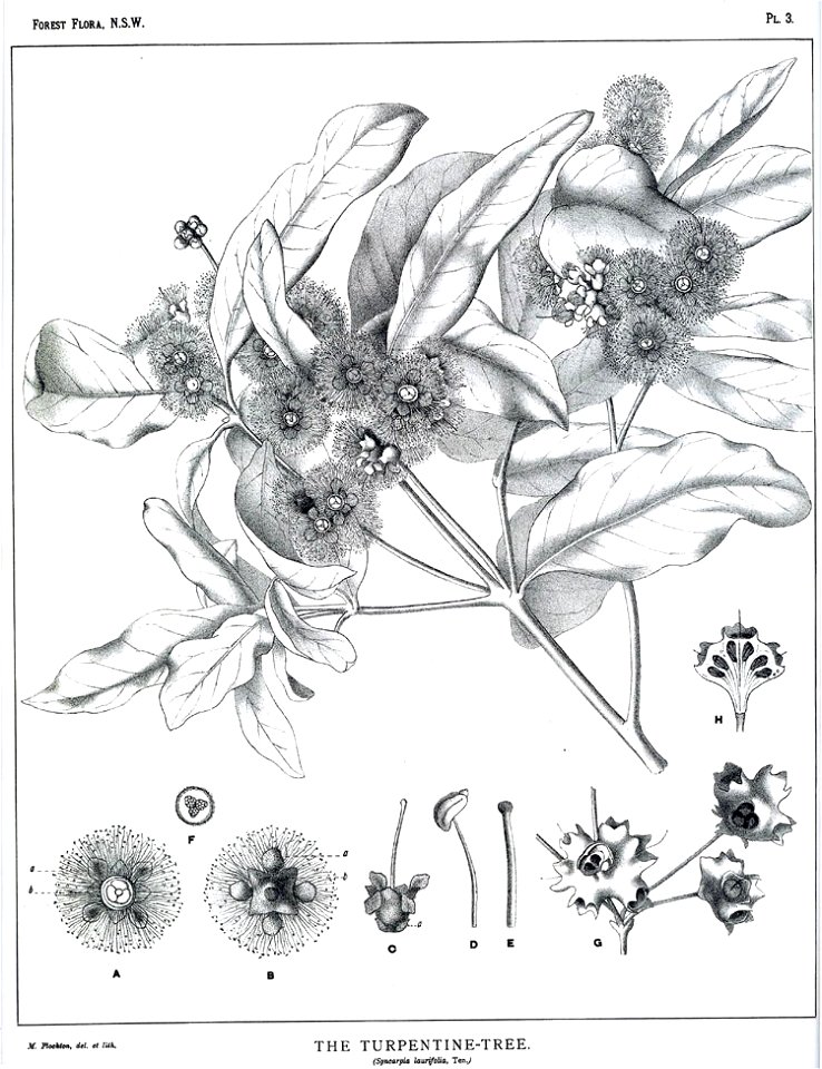 Syncarpia glomulifera00