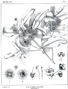 Syncarpia glomulifera00