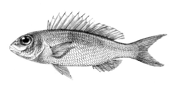 Synagris tolu Ford 23