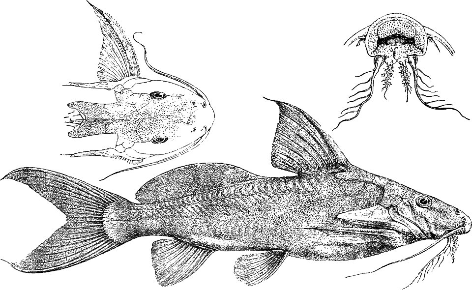 Synodontis depauwi