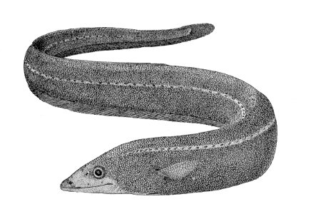Synaphobranchus brevidorsalis