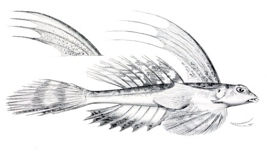Synchiropus rameus