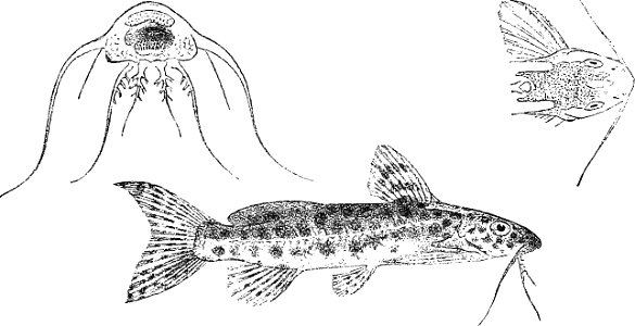 Synodontis multimaculatus