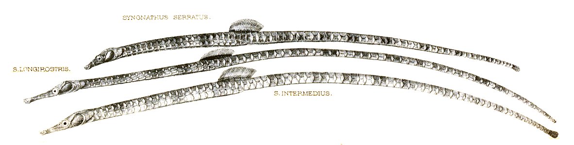 Syngnathus Achilles 173