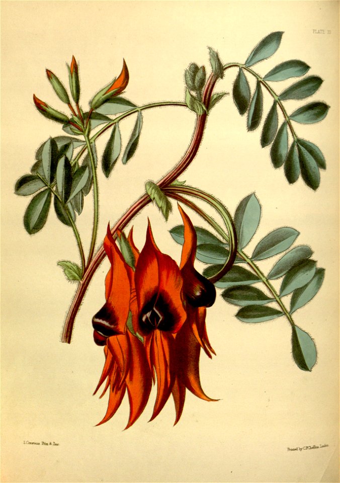 Swainsona formosa Paxton 10