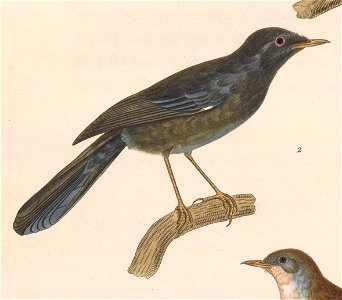 Sylvia sarda 1838