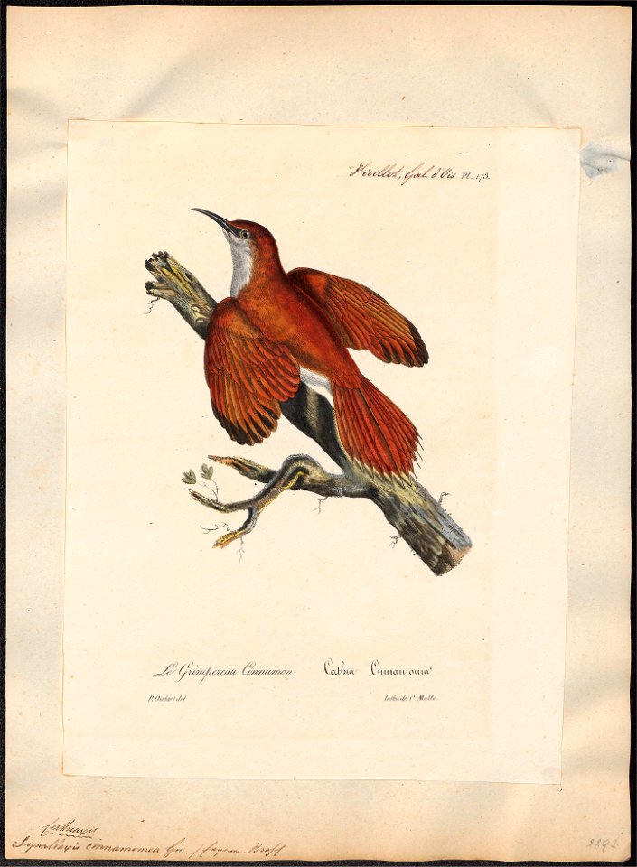 Synallaxis cinnamomea - 1825-1834 - Print - Iconographia Zoologica - Special Collections University of Amsterdam - UBA01 IZ19200165
