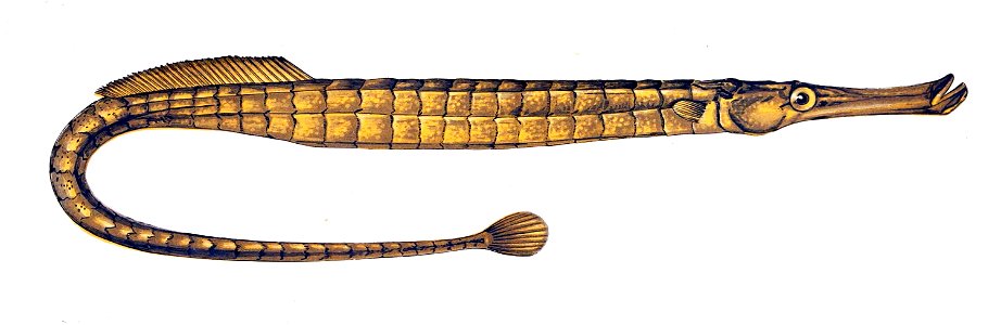 Syngnathus typhle Gervais