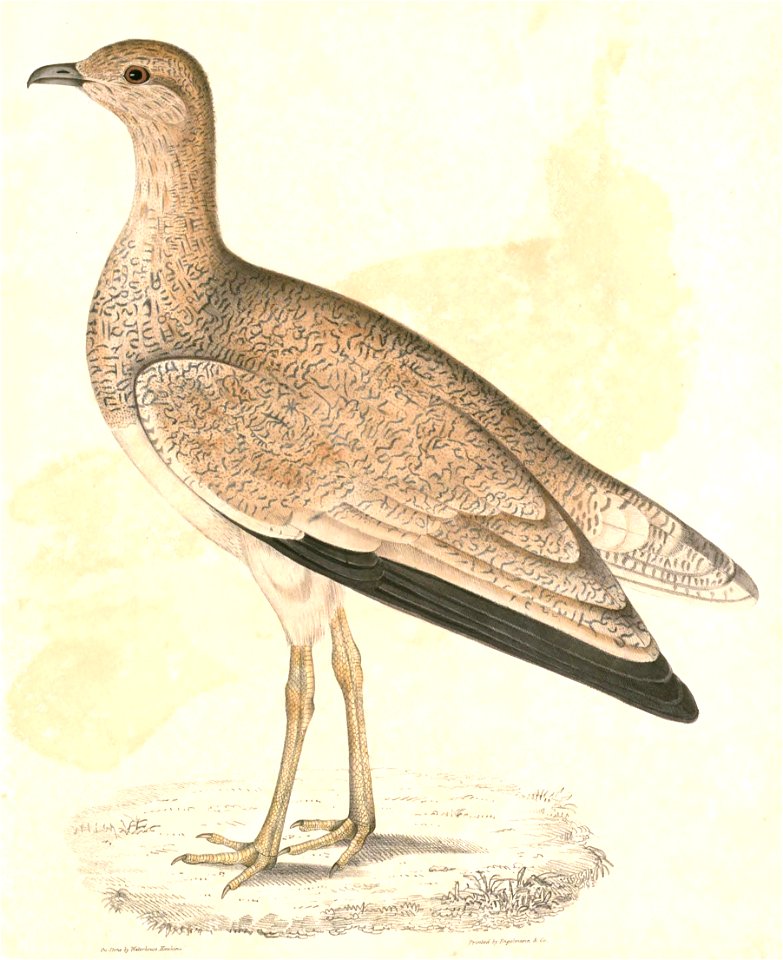 Sypheotides indicus Hardwicke
