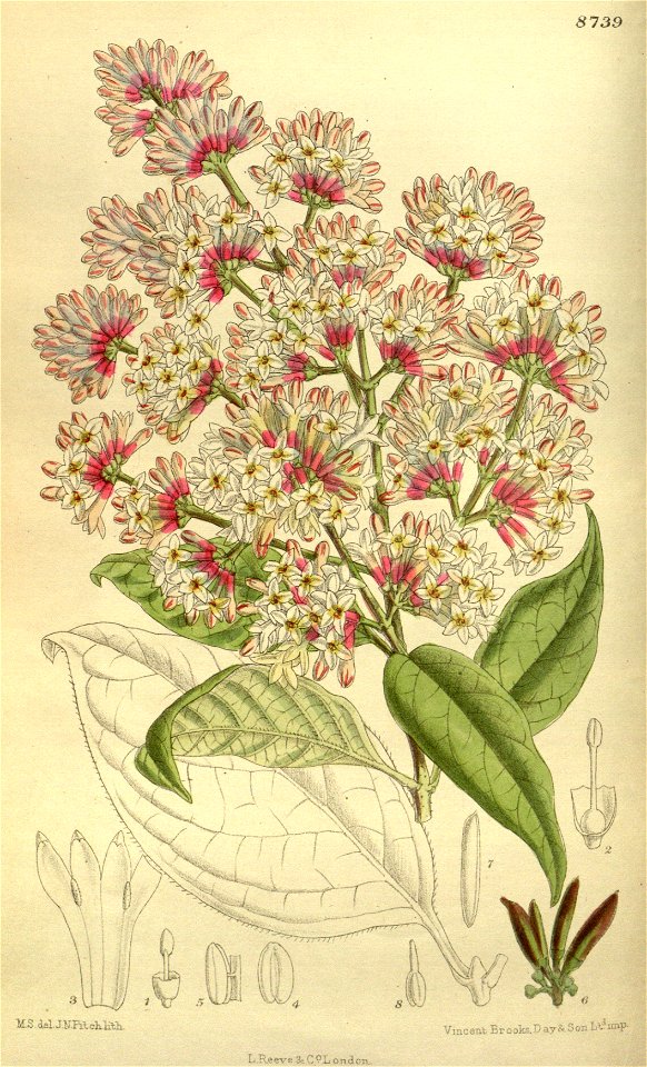 Syringa wilsonii 143-8739