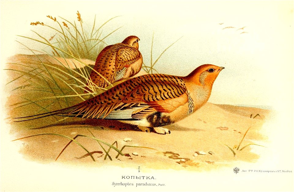 Syrrhaptes paradoxus Thorburn