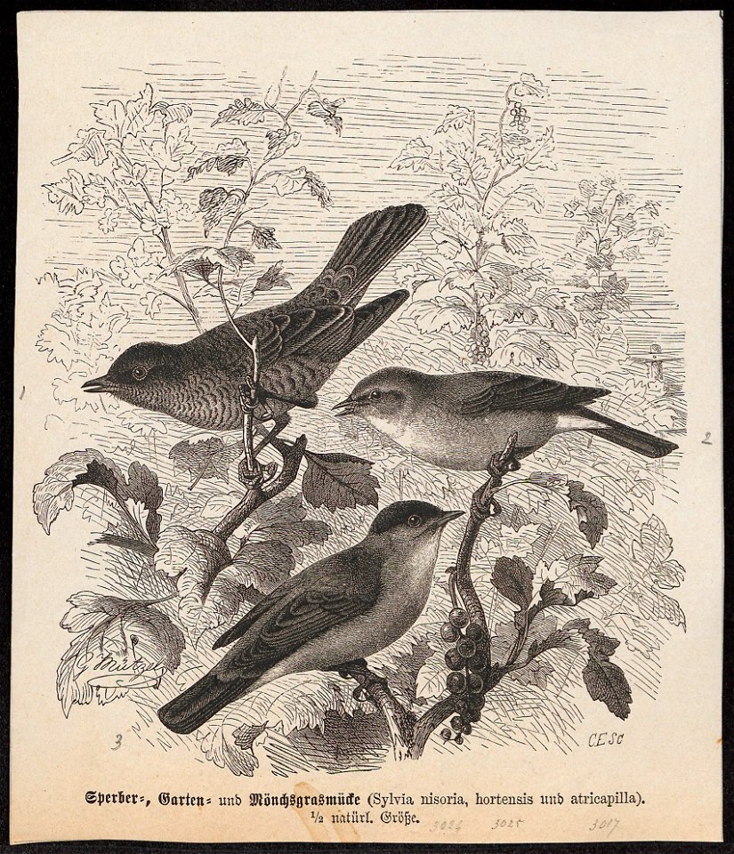 Sylvia atricapilla - 1700-1880 - Print - Iconographia Zoologica - Special Collections University of Amsterdam - UBA01 IZ16200177