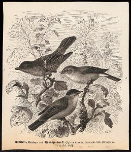 Sylvia atricapilla - 1700-1880 - Print - Iconographia Zoologica - Special Collections University of Amsterdam - UBA01 IZ16200177