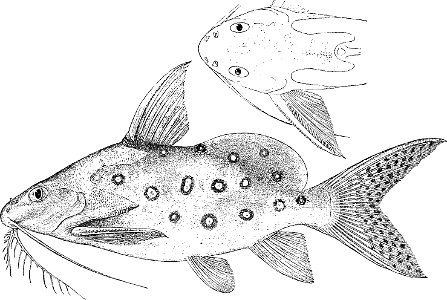 Synodontis ocellifer. Free illustration for personal and commercial use.