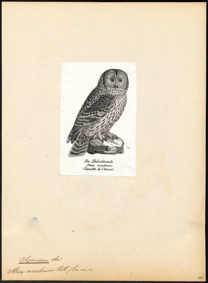 Syrnium uralense - 1809-1845 - Print - Iconographia Zoologica - Special Collections University of Amsterdam - UBA01 IZ18400169