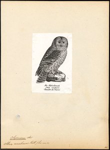 Syrnium uralense - 1809-1845 - Print - Iconographia Zoologica - Special Collections University of Amsterdam - UBA01 IZ18400169