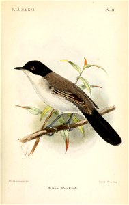 SylviaBlanfordiKeulemans