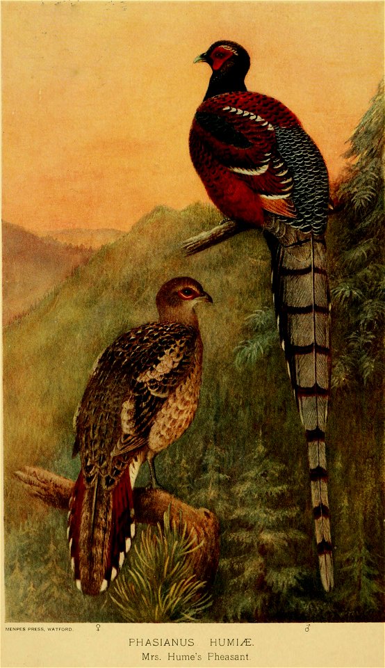 Syrmaticus humiae Gronvold