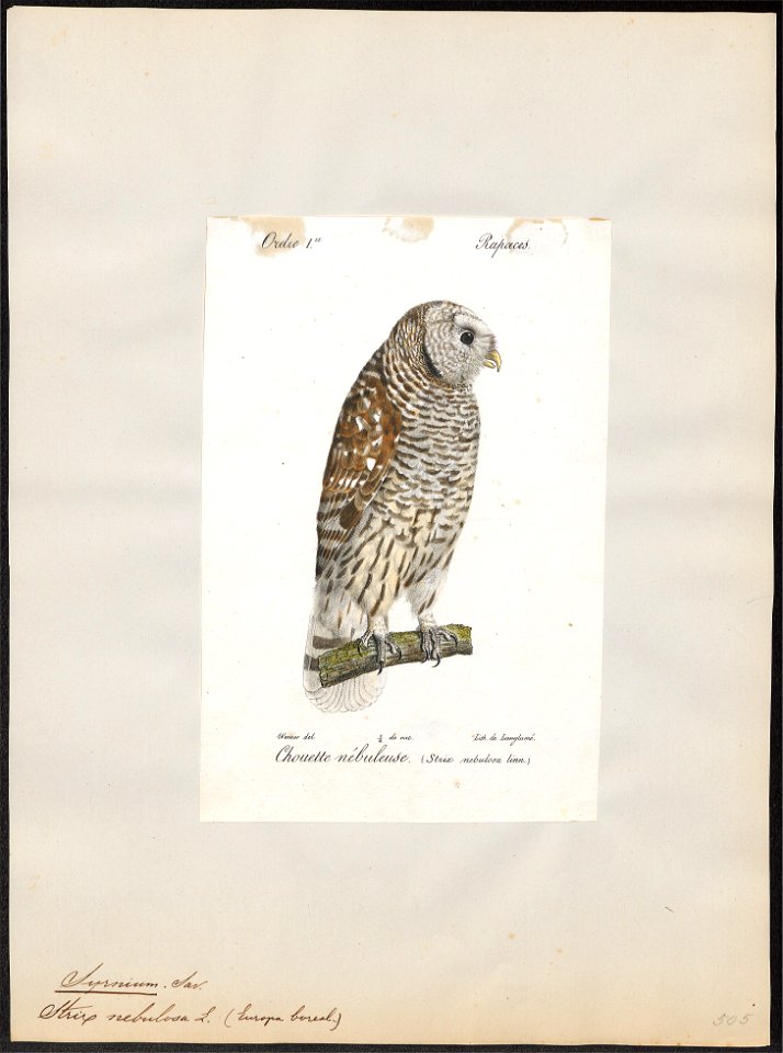 Syrnium nebulosum - 1842-1848 - Print - Iconographia Zoologica - Special Collections University of Amsterdam - UBA01 IZ18400159