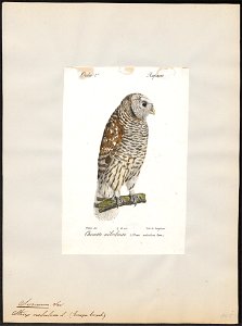 Syrnium nebulosum - 1842-1848 - Print - Iconographia Zoologica - Special Collections University of Amsterdam - UBA01 IZ18400159