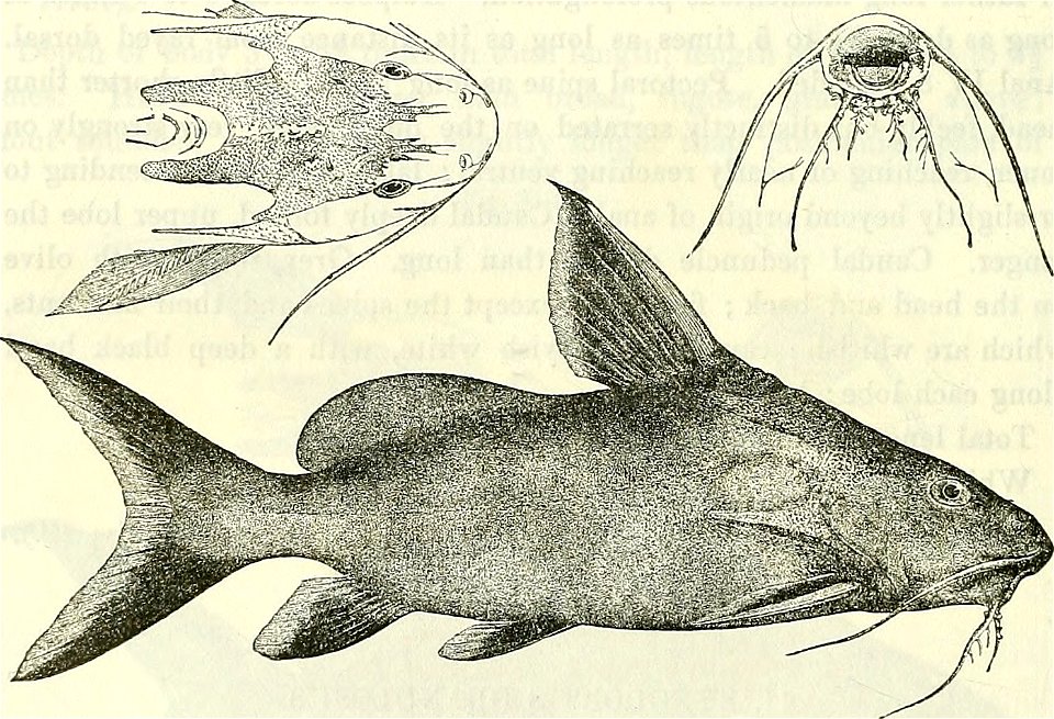 Synodontis granulosus boulenger