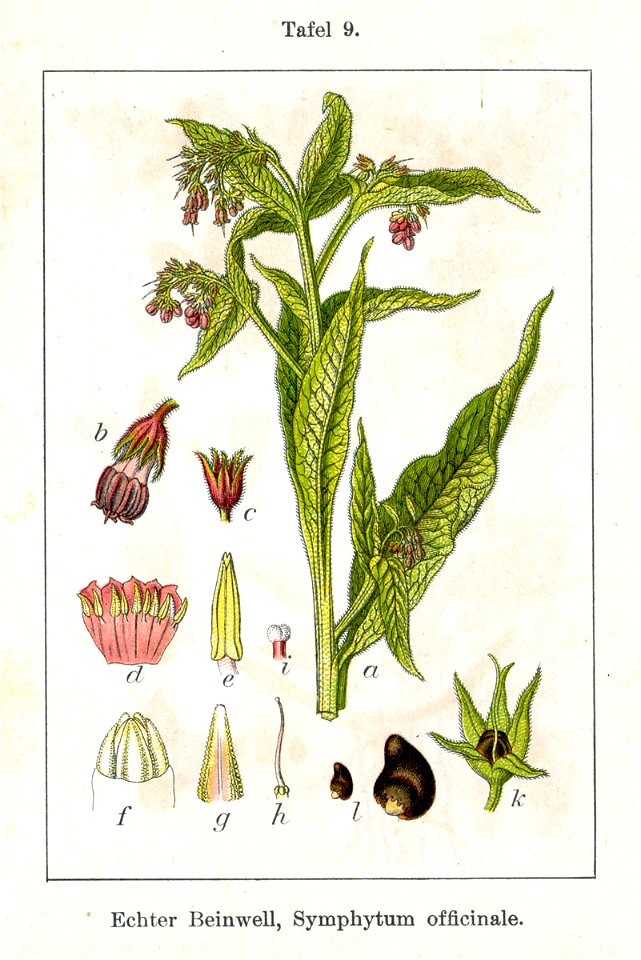 Symphytum officinale Sturm11009