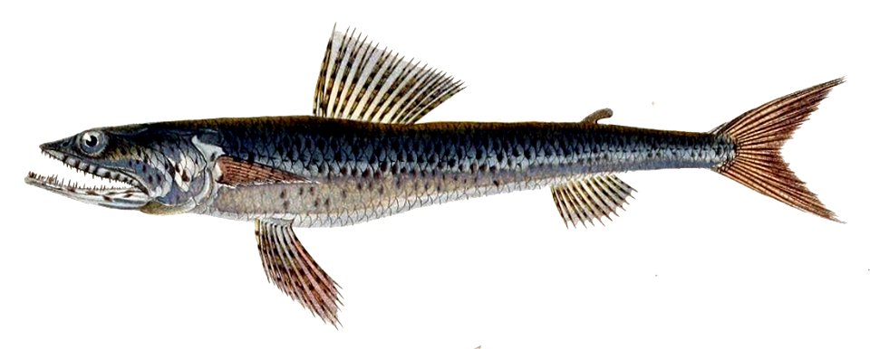 Synodus synodus Orbigny