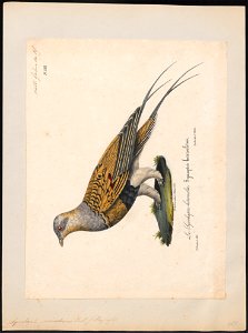 Syrrhaptes paradoxus - 1825-1834 - Print - Iconographia Zoologica - Special Collections University of Amsterdam - UBA01 IZ16900059