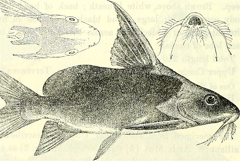 Synodontis clarias