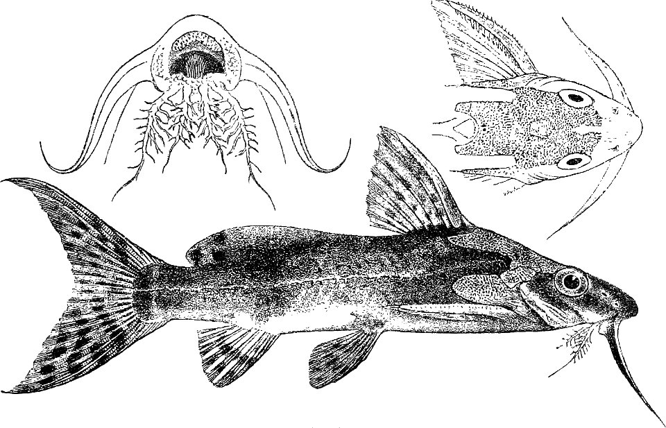 Synodontis smiti