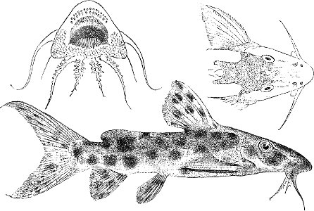 Synodontis longirostris. Free illustration for personal and commercial use.
