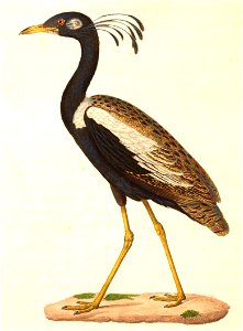 Sypheotides indicus 1838