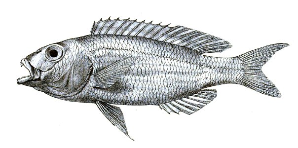 Synagris notatus Ford 24