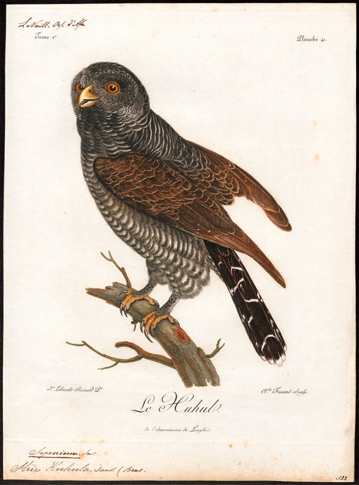 Syrnium huhula - 1796-1808 - Print - Iconographia Zoologica - Special Collections University of Amsterdam - UBA01 IZ18400175