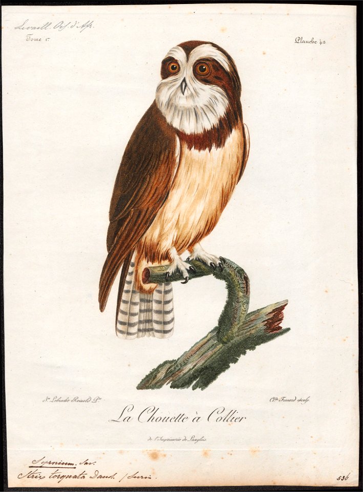 Syrnium torquatum - 1796-1808 - Print - Iconographia Zoologica - Special Collections University of Amsterdam - UBA01 IZ18400179