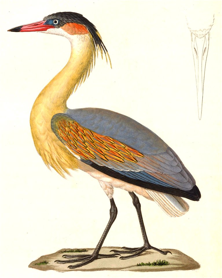 Syrigma sibilatrix 1838
