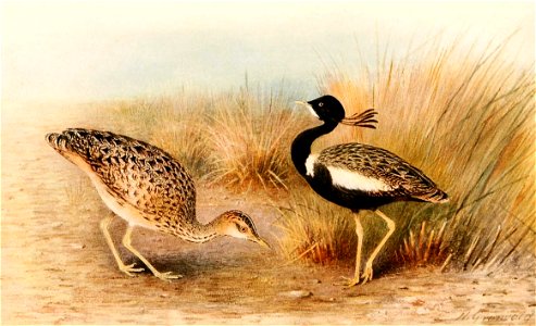 Sypheotides indicus 1921