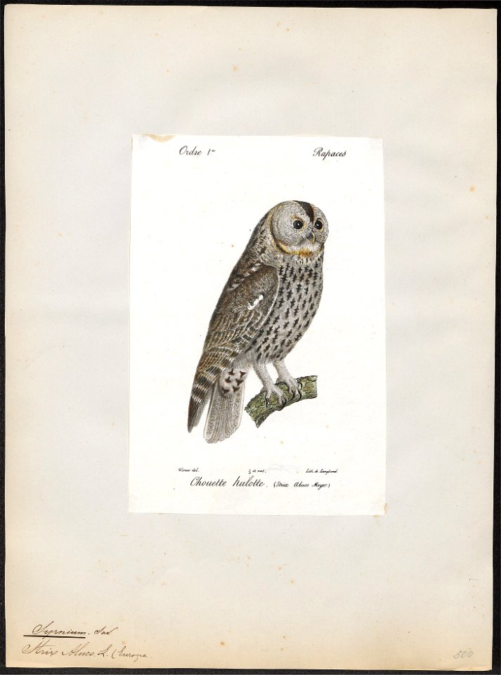 Syrnium aluco - 1842-1848 - Print - Iconographia Zoologica - Special Collections University of Amsterdam - UBA01 IZ18400153