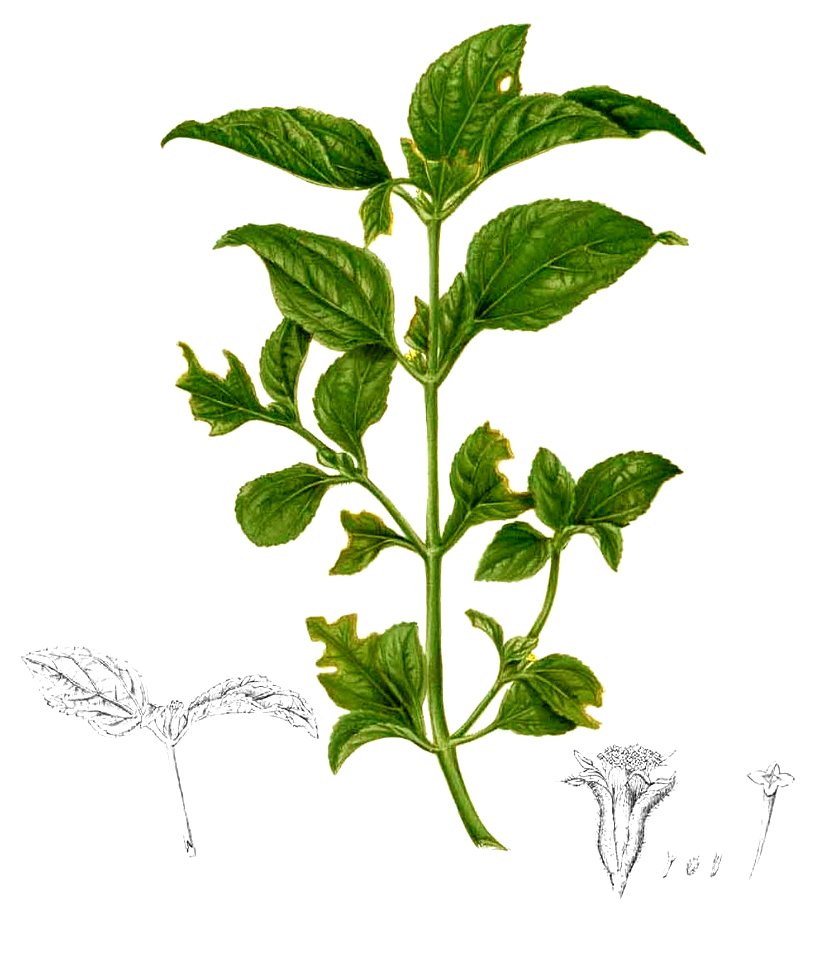 Synedrella nodiflora Blanco2.404-cropped