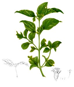 Synedrella nodiflora Blanco2.404-cropped