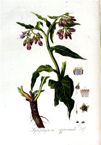 Symphytum officinale — Flora Batava — Volume v3