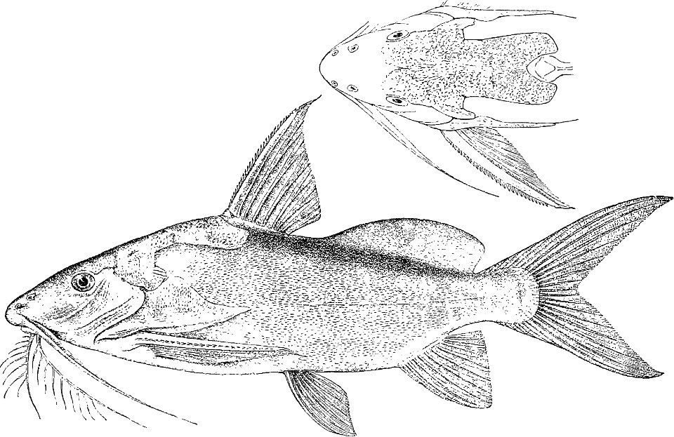 Synodontis geledensis