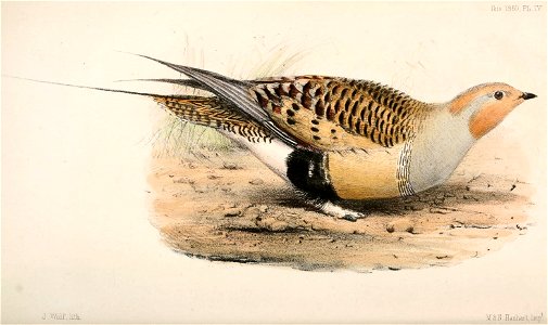 Syrrhaptes paradoxus 1860