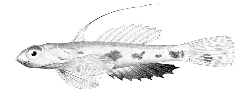 Synchiropus rubrovinctus