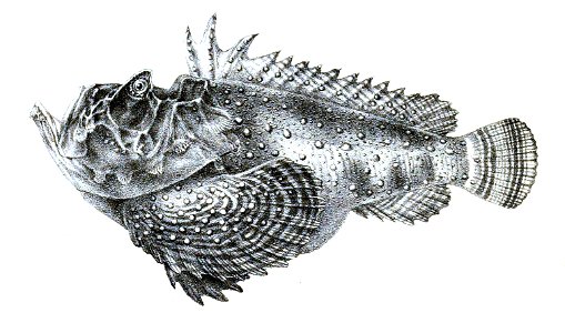 Synancidium horridum Ford 39