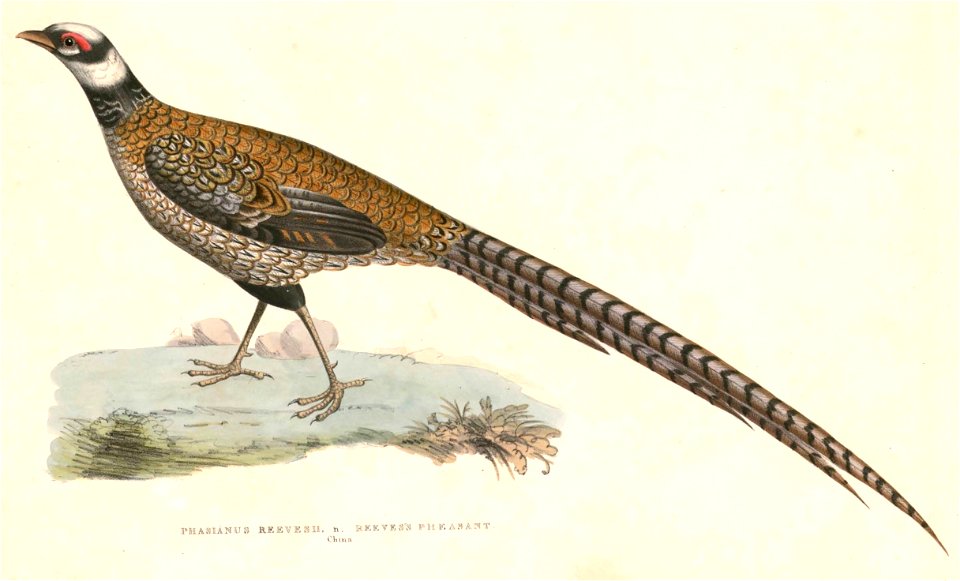 Syrmaticus reevesii Hardwicke