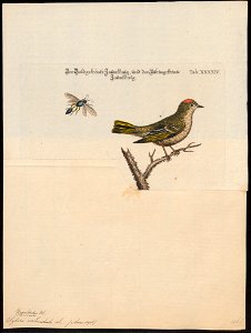 Sylvia calendula - 1700-1880 - Print - Iconographia Zoologica - Special Collections University of Amsterdam - UBA01 IZ16200202