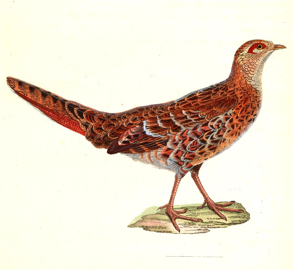 Syrmaticus soemmerringii female 1838