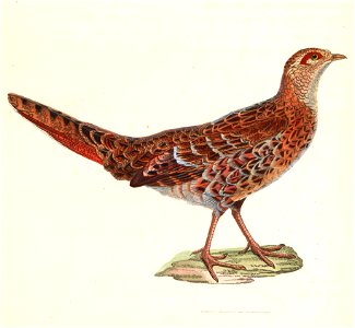 Syrmaticus soemmerringii female 1838