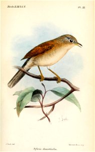 SylviaDeserticolaKeulemans